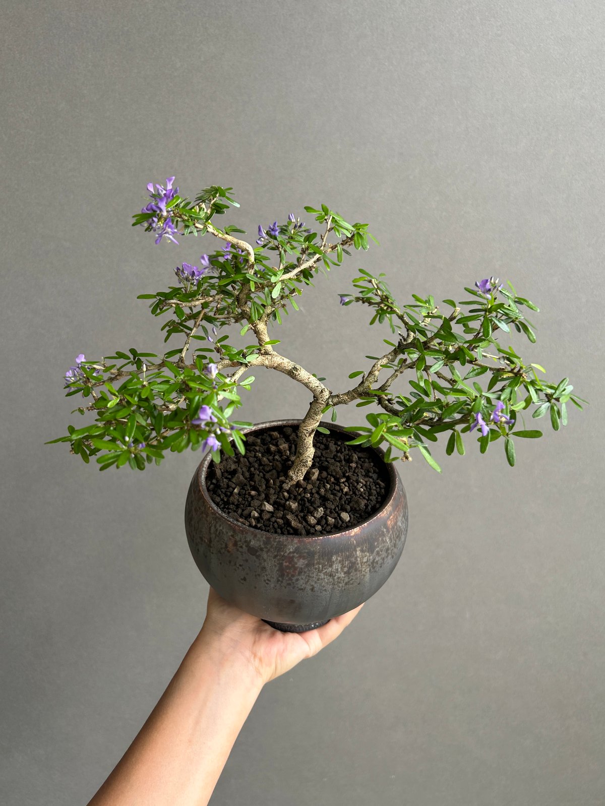 うち” 盆栽+ object by 1218 「“UCHI” BONSAI 」15I | S