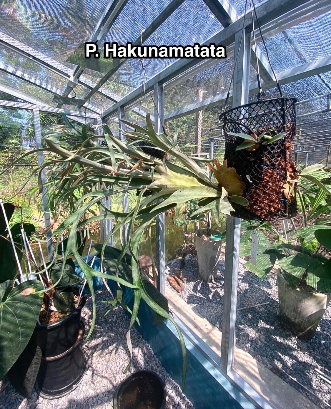 ビカクシダ ハクナ マタタ(子株)「Platycerium Hakuna Matata ( (P. Peawchan Snow Queen F301)  pup 」66H