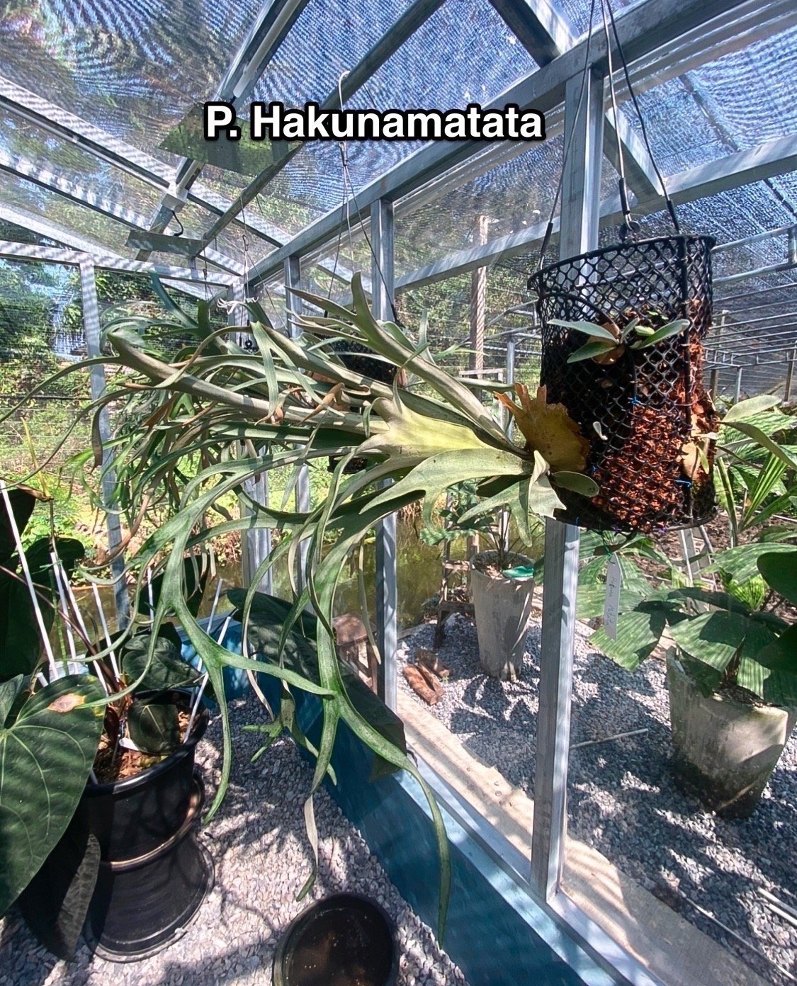 ビカクシダ ハクナ マタタ(子株)「Platycerium Hakuna Matata ( (