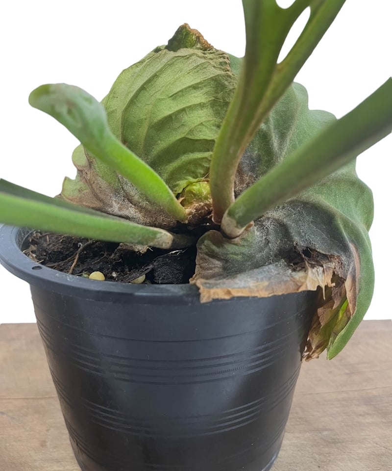 ビカクシダ リドレイ(by ヌクル) 「Platycerium ridleyi (by Nuk