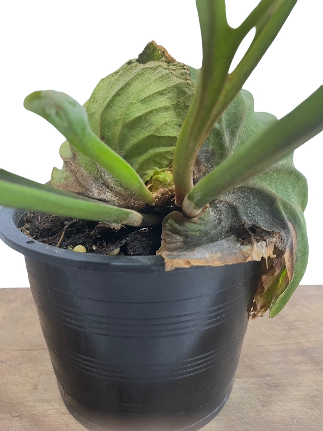 ビカクシダ リドレイ(by ヌクル) 「Platycerium ridleyi (by Nuk