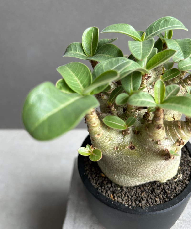アデニウム アラビカム スーパー ドワーフ “ブラック” 「Adenium