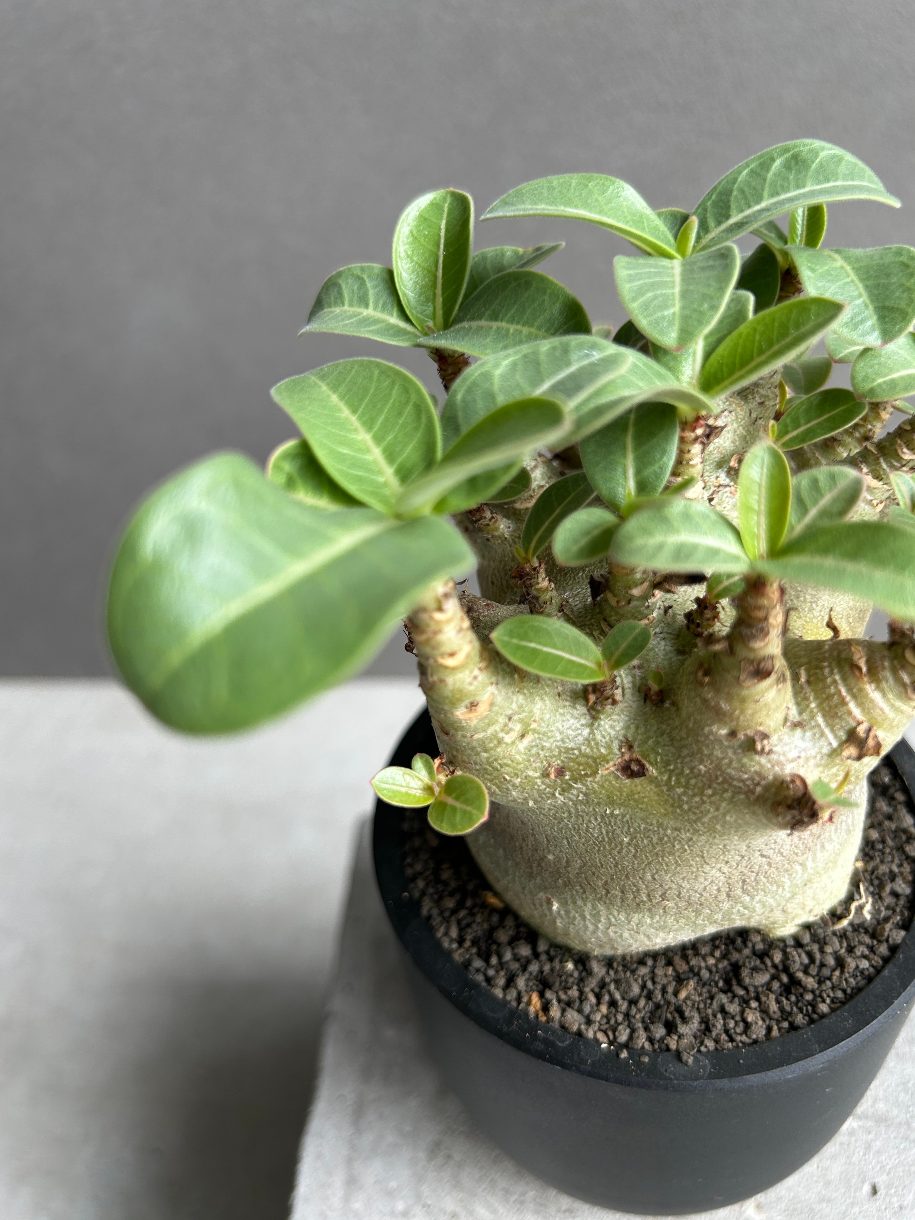 アデニウム アラビカム スーパー ドワーフ “ブラック” 「Adenium