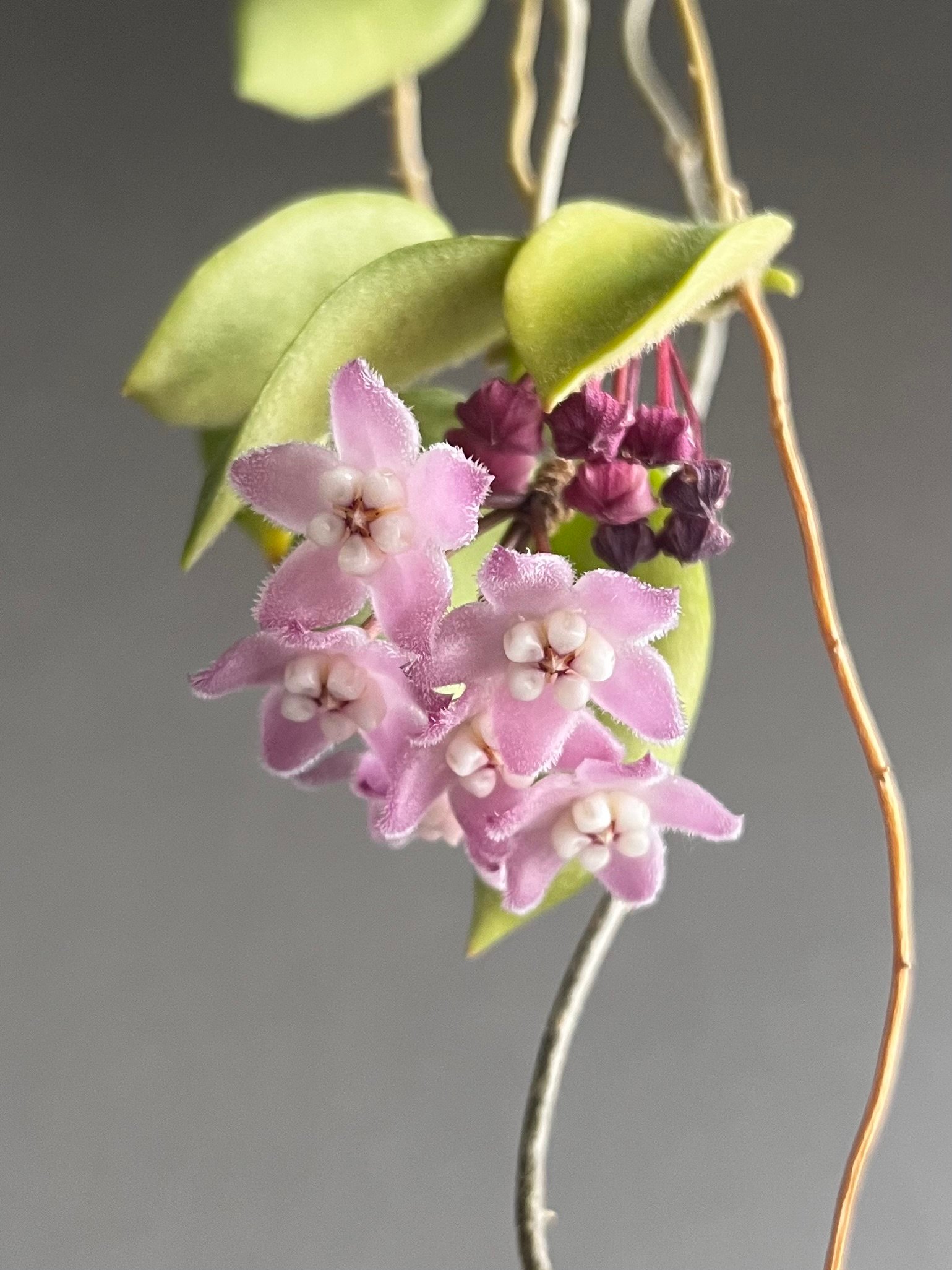 セールホヤ トムソニーホワイトHoya thomsonii white 中苗 original