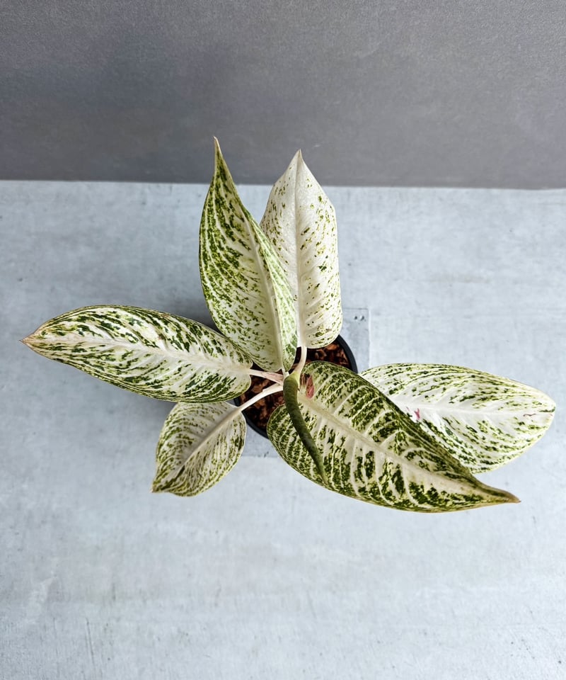 アグラオネマ　白蛇系 希少】アグラオネマ ホワイトレガシー/Aglaonema white Legacy
