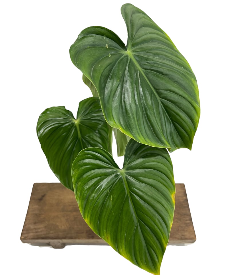 フィロデンドロン ペルタツム 「Philodendron peltatum」43K | SHO