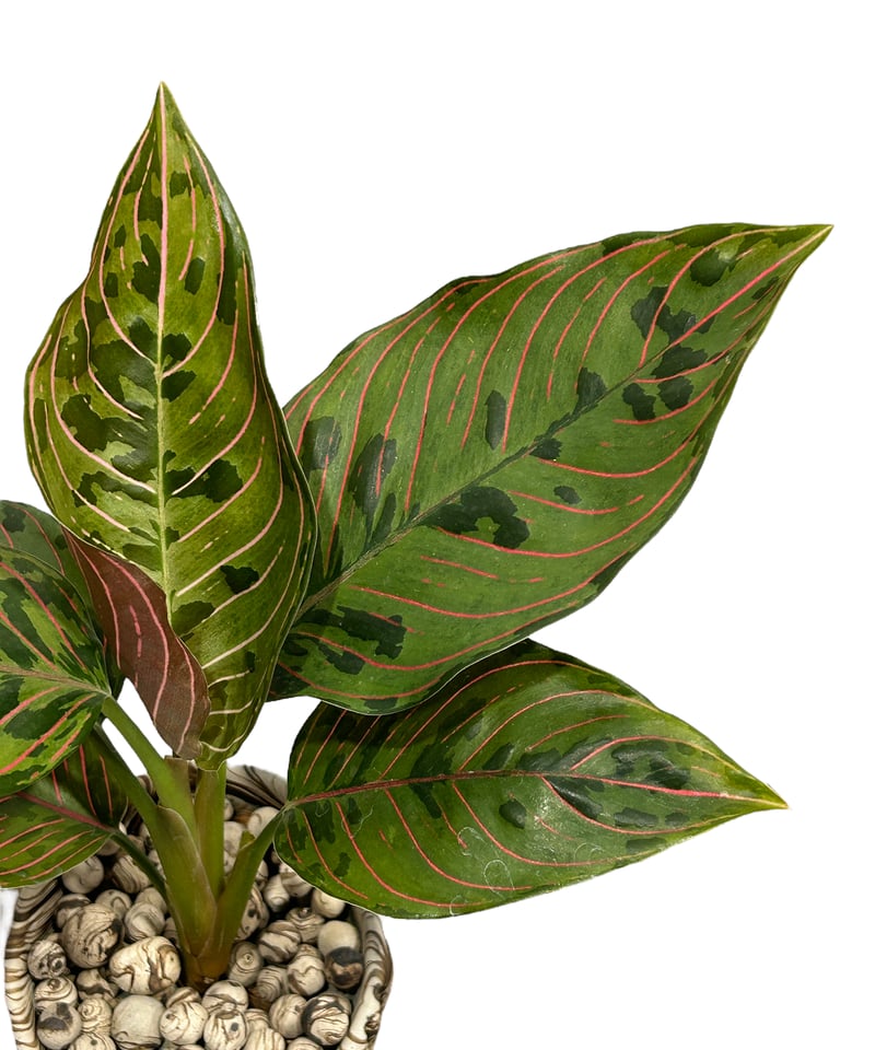 アグラオネマ アグラオネマ レッドアーミー+pmp「Aglaonema Red Army」32H | SHO