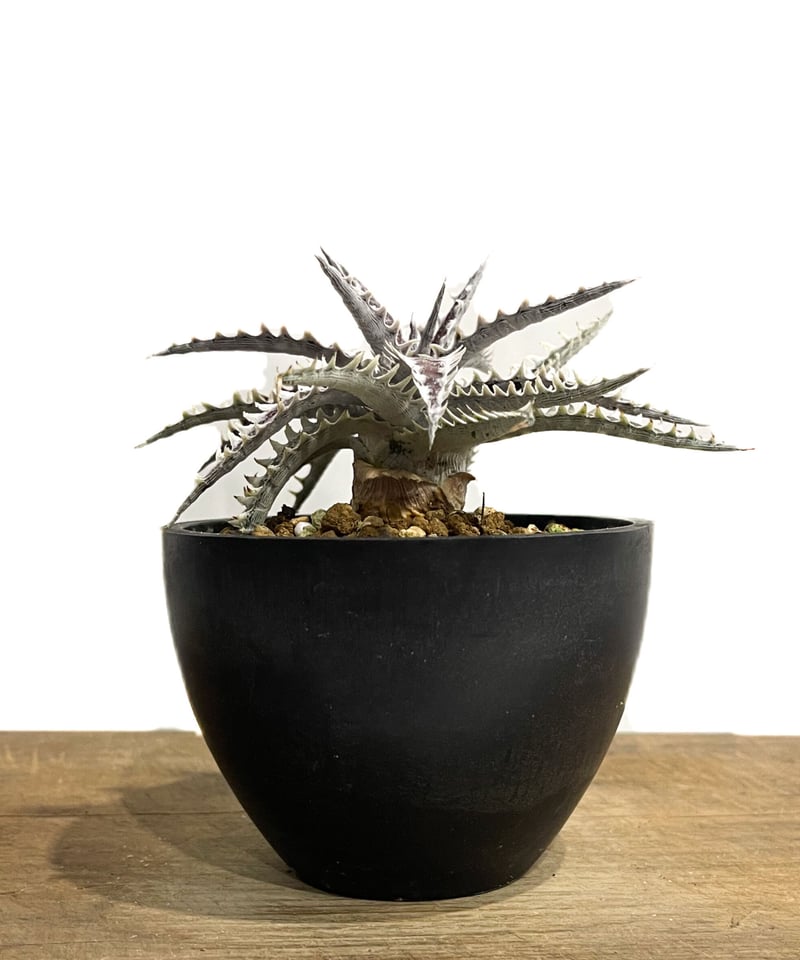 ディッキア フレディーズ ウイング「Dyckia Freddy's Wing」12E ディッキア フレディーズ ウイング「Dyckia Freddy's Wing」12E
