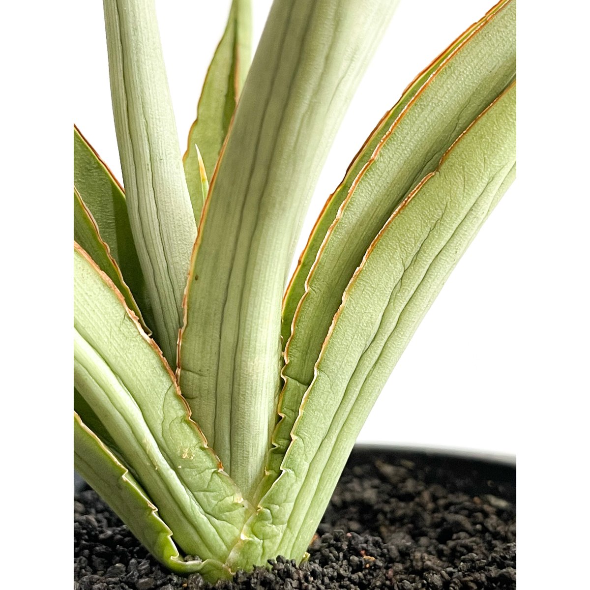 サンセベリア ダンシング ドラゴン「Sansevieria Dancing Dragon サンセベリア ダンシング ドラゴン「Sansevieria Dancing Dragon
