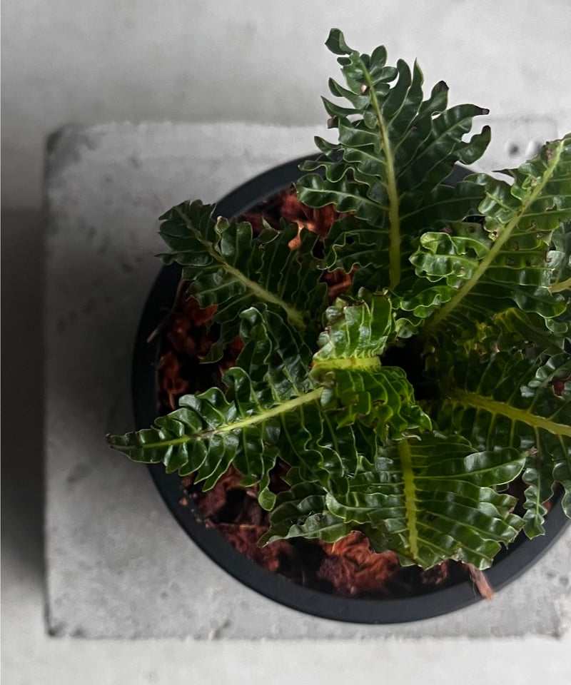 ブレクナム ギッバム ドワーフ 「Blechnum gibbum Dwarf 」90C | S