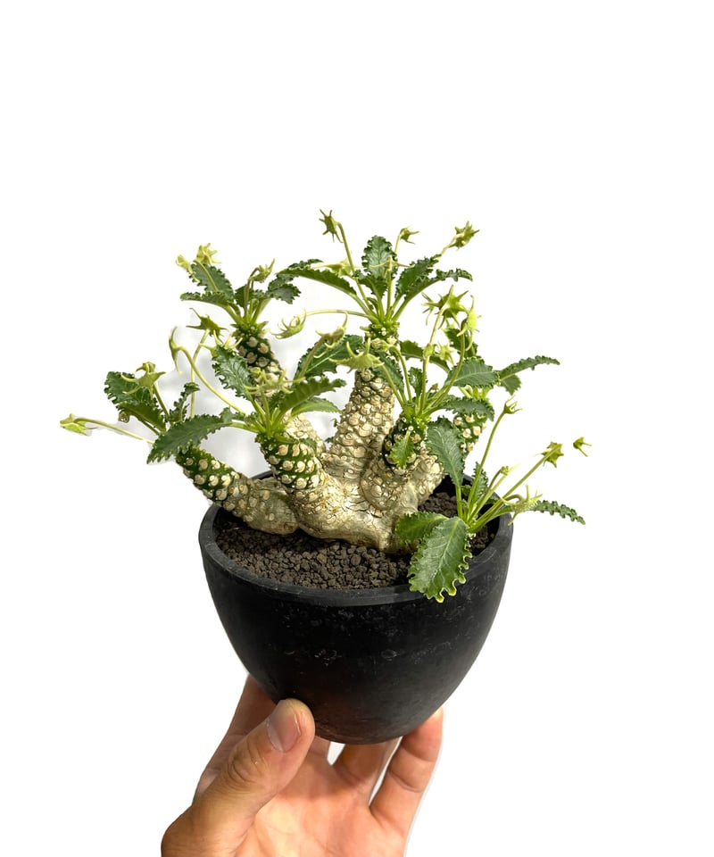 ドルステニア　ホルウッディ ドルステニア ホルウッディ 多頭タイプ 「Dorstenia horwoodii」8/10 |