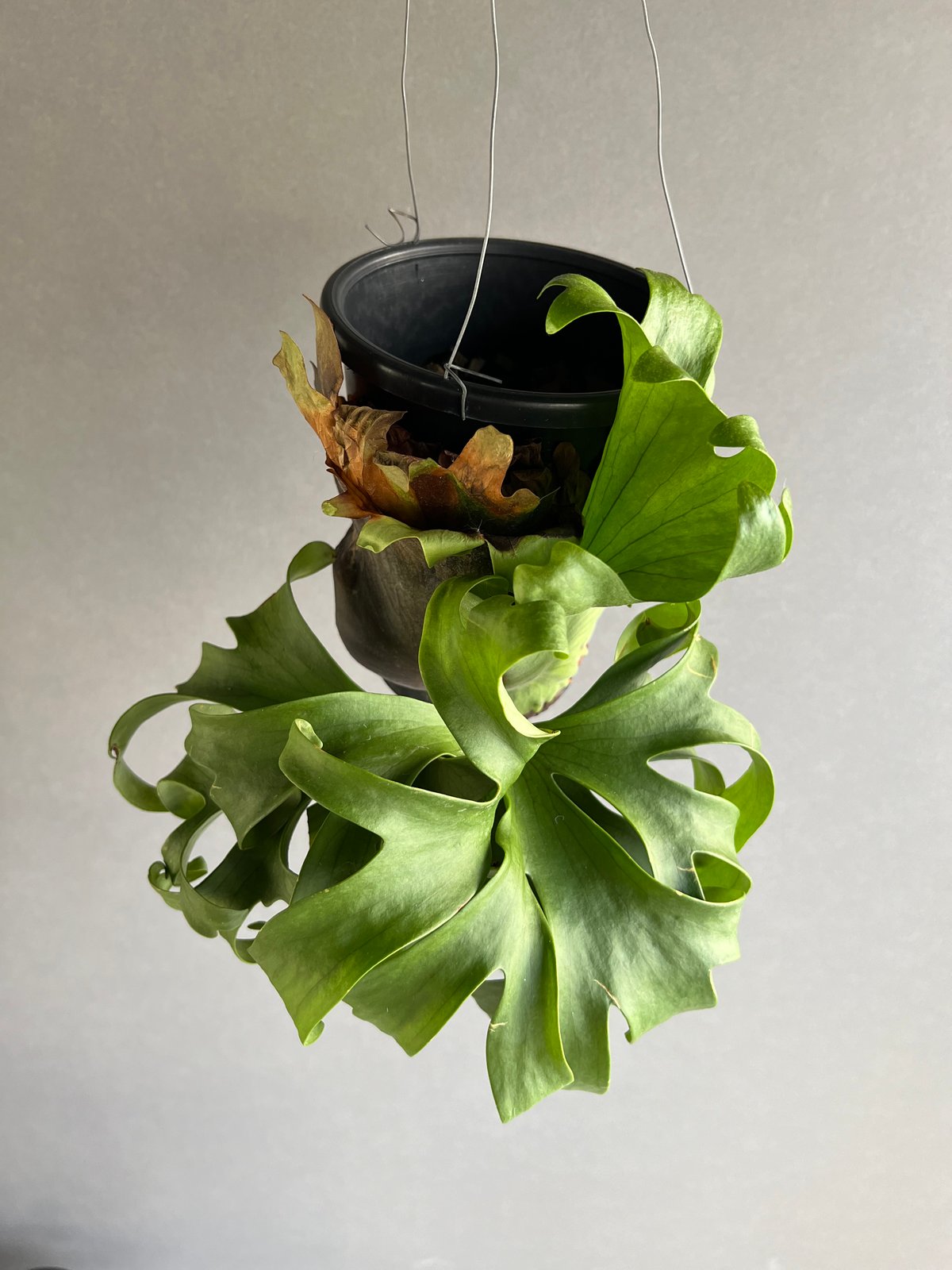 ビカクシダ スリナリウム（P. コロ ナリウムxP.ワンダエ