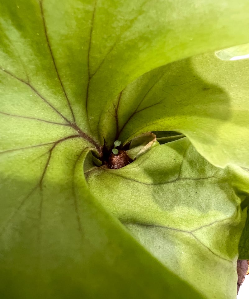 ビカクシダ リドレイ ワイドリーフ 「Platycerium ridleyi wide ビカクシダ リドレイ ワイドリーフ 「Platycerium ridleyi wide