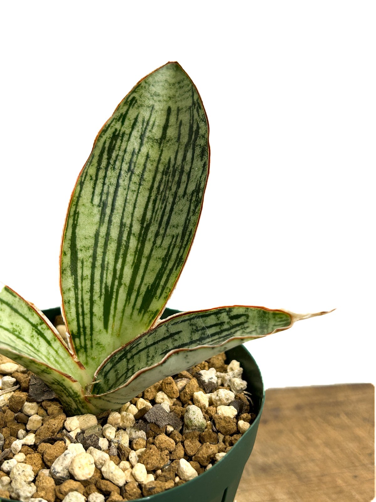 サンセベリア クレオパトラ 「Sansevieria cleopatra」12/6 | SHO