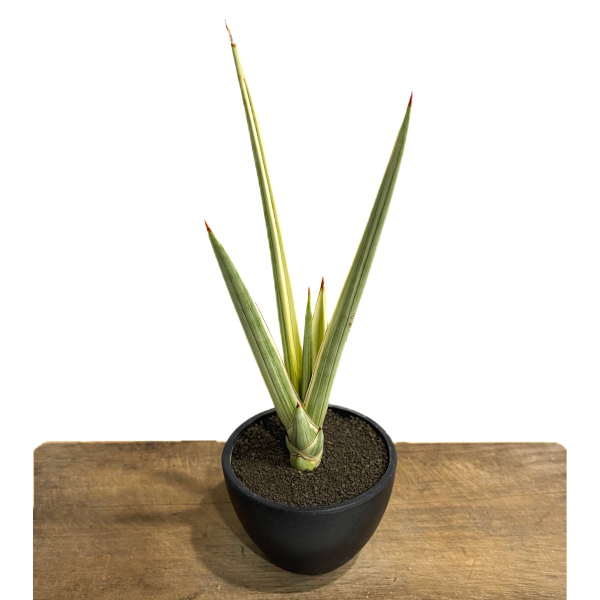 サンセベリア ロイヤルクラウン 斑入り「Sansevieria royal crown var