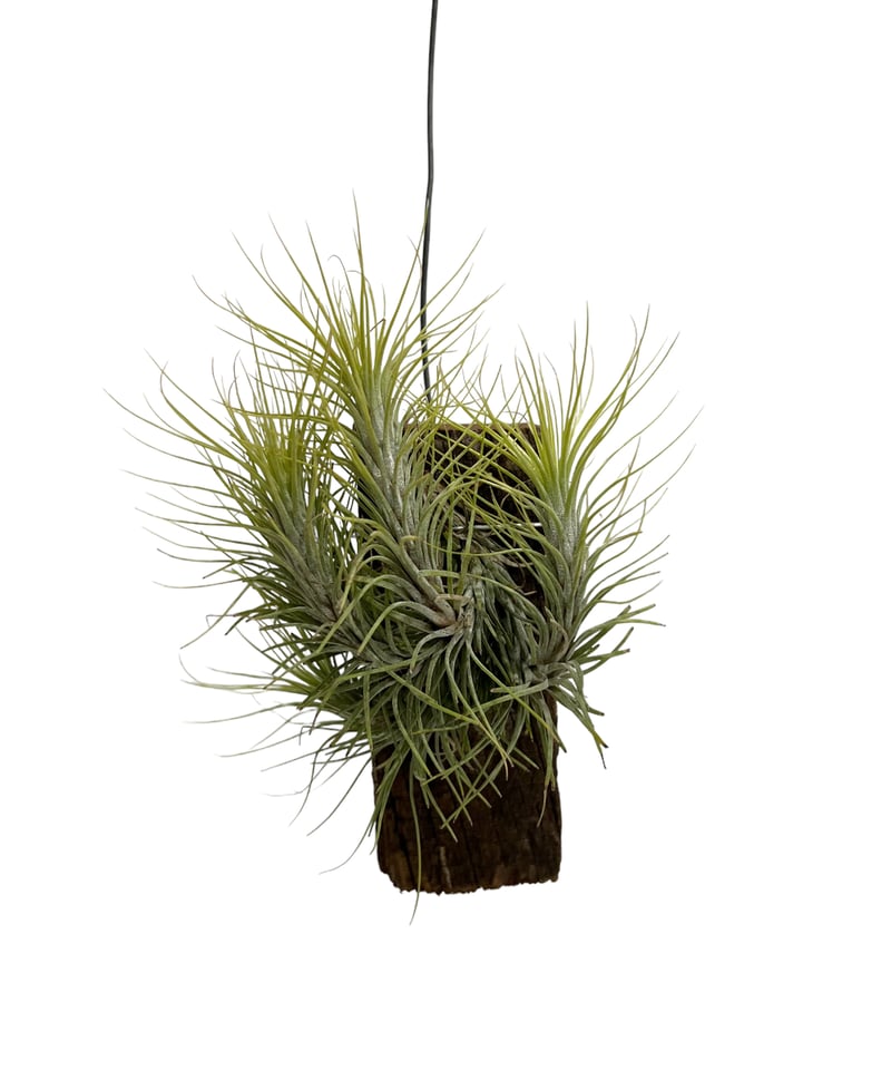ティランジア フンキアナ (クランプタイプ) 「Tillandsia