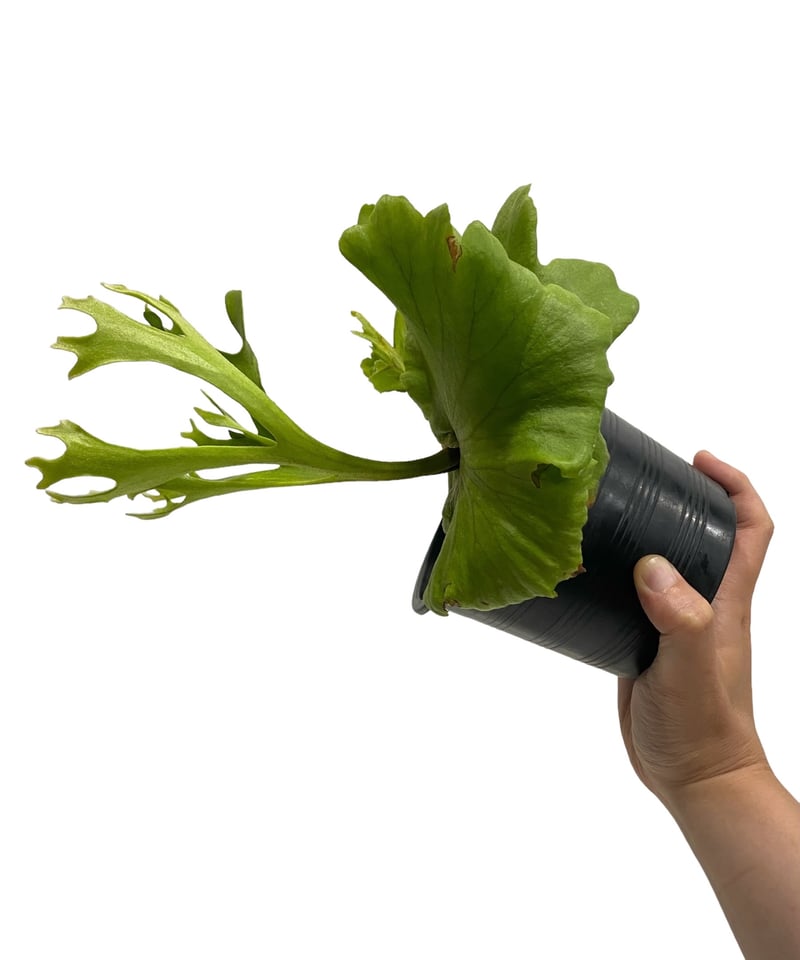 ビカクシダ キッチャクード 細葉 「Platycerium Mt. Kitshakood Th