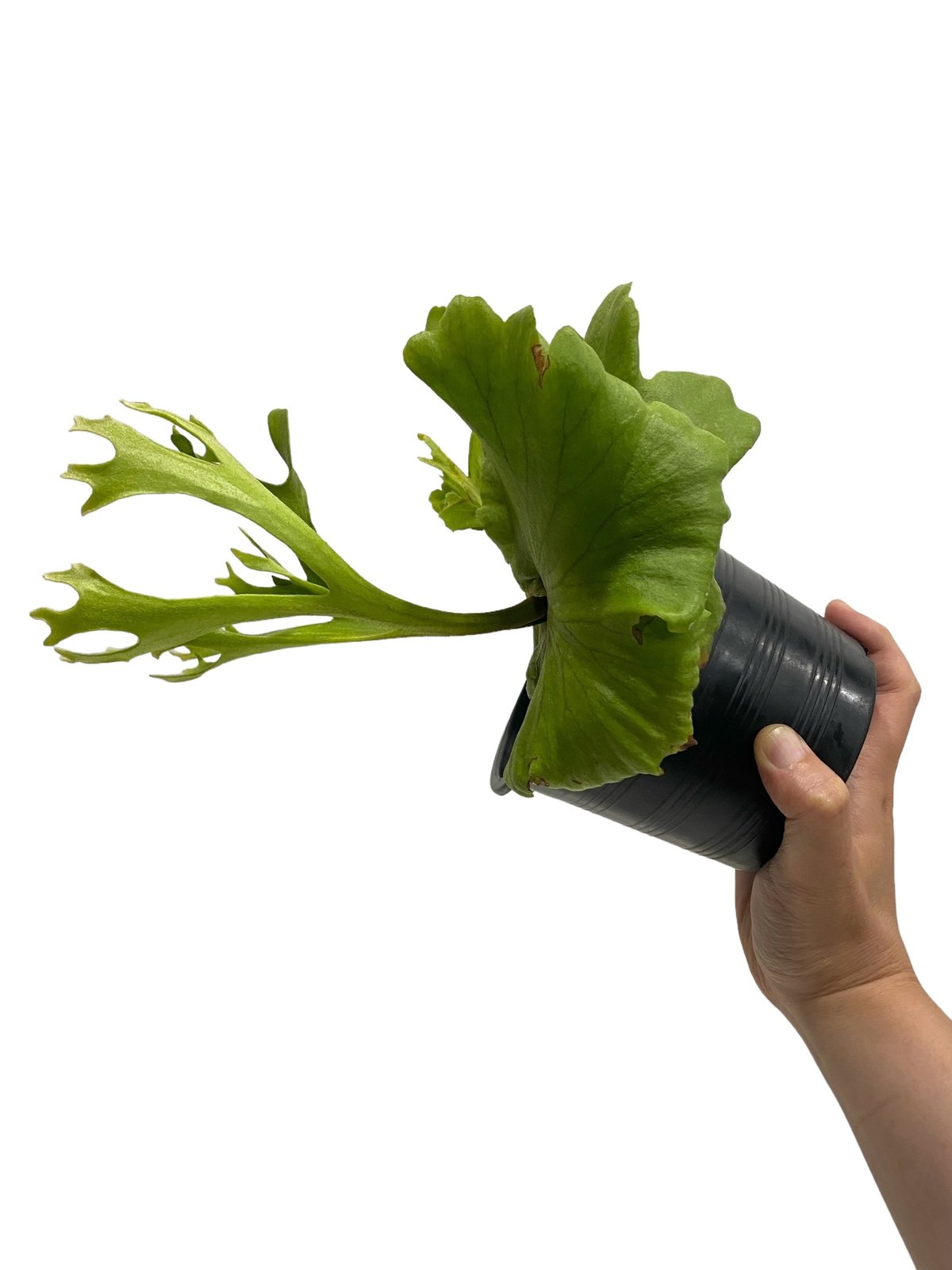 ビカクシダ キッチャクード 細葉 「Platycerium Mt. Kitshakood ビカクシダ キッチャクード 細葉 「Platycerium Mt. Kitshakood