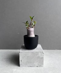 サンセベリア ロイヤルクラウン 斑入り「Sansevieria royal サンセベリア ロイヤルクラウン 斑入り「Sansevieria royal