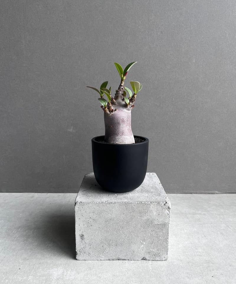 アデニウム アラビカム スーパー ドワーフ “ブラック” 「Adenium