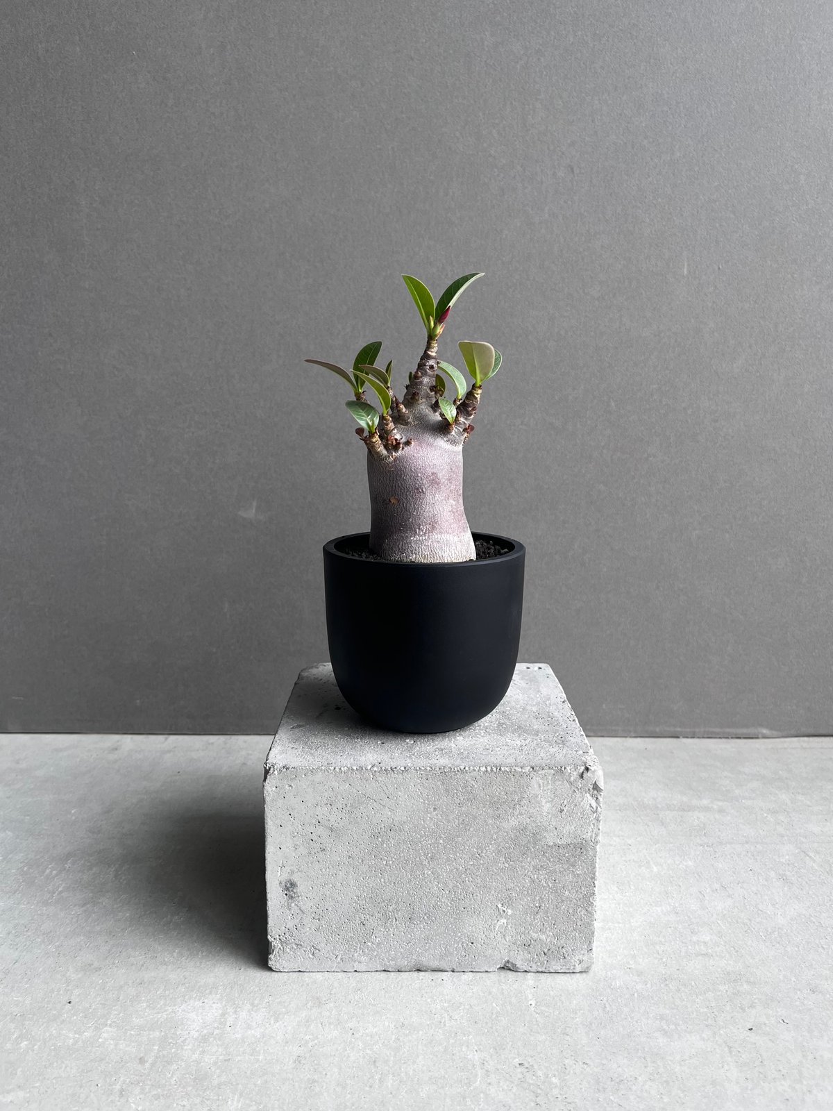 【激レア/ブラックスキン/ドワーフ/超極太 】アデニウム ガラメータコ足A-11 激レア/ブラックスキン/ドワーフ/超極太 】アデニウム