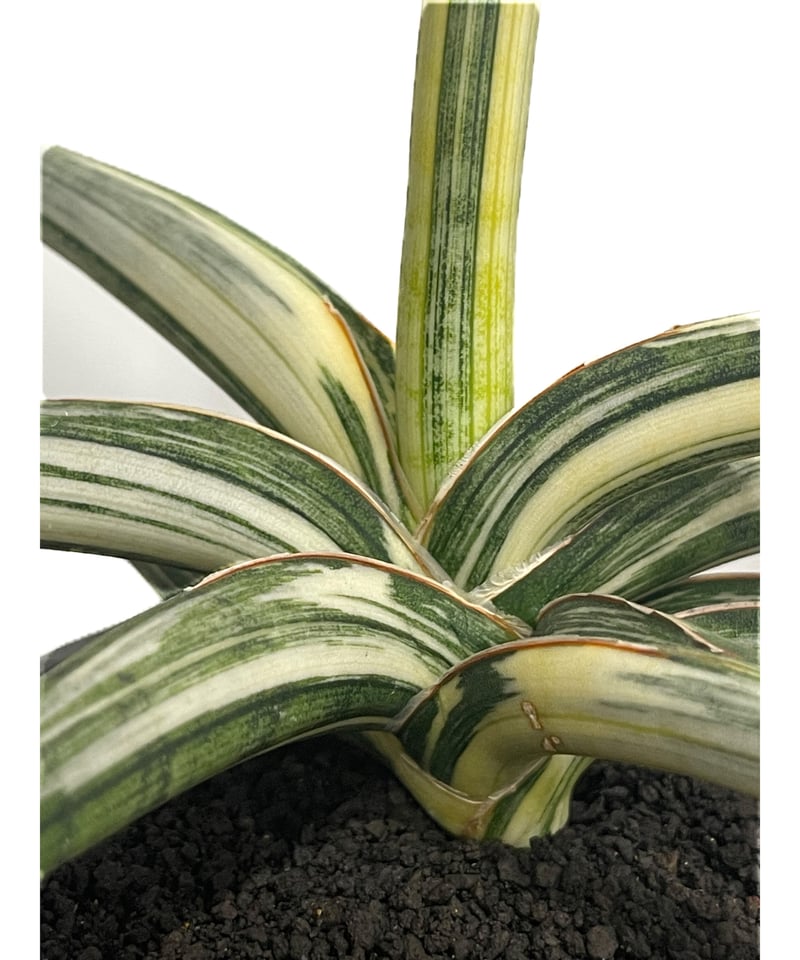 サンセベリア lav.1970 白斑入「Sansevieria lav. 1970 White