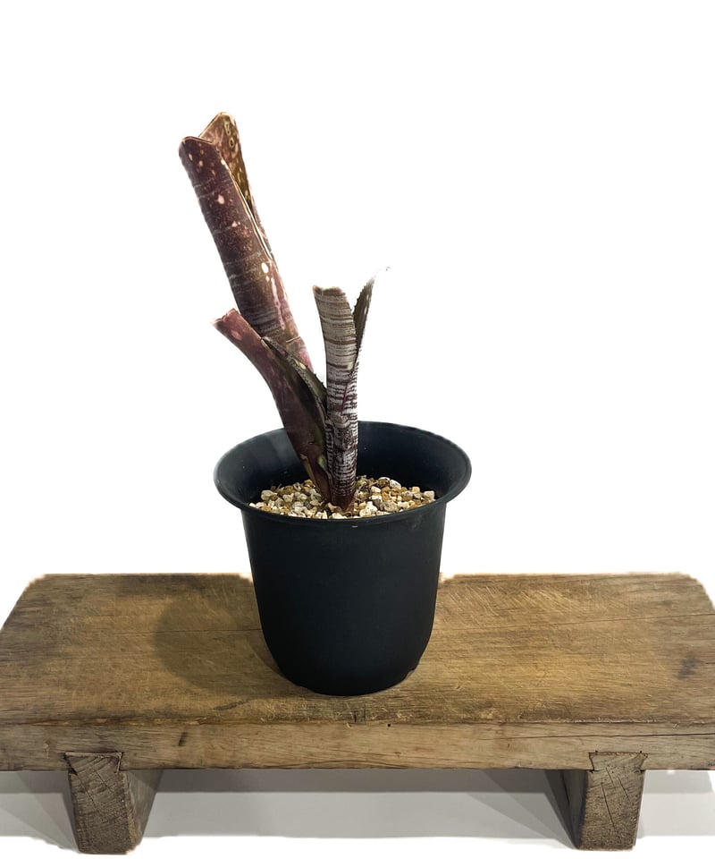 ビルベルギア ユーチューブ「Billbergia YouTube」3/8-125 | SHOU