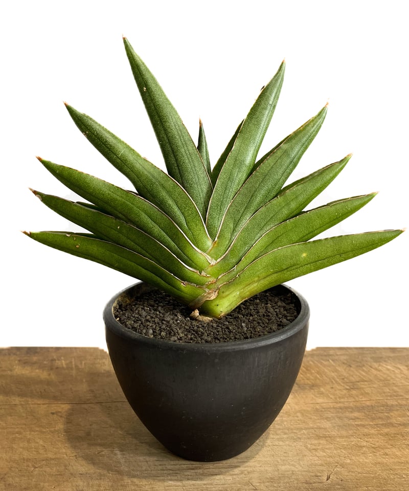 EMP サンセベリア マーシャアンジャニ / SA317 サンセベリア アンダマン「Sansevieria Andaman (from Unyamane