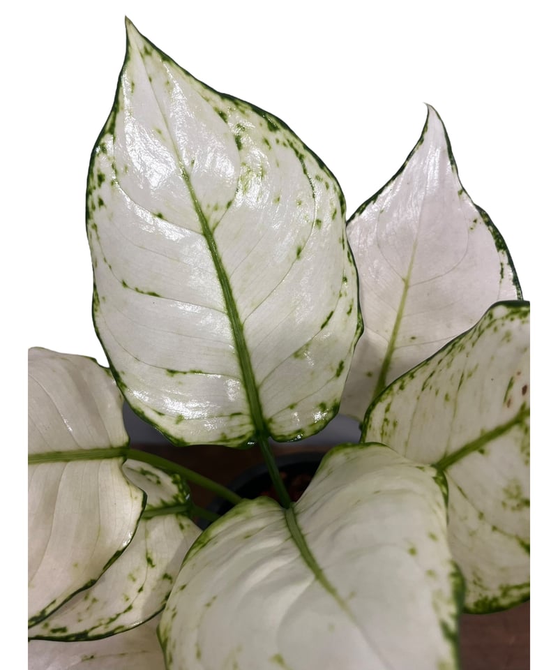 アグラオネマ ピクタム White Bulan アグラオネマ ピクタム White Bulan アグラオネマ ピクタム White