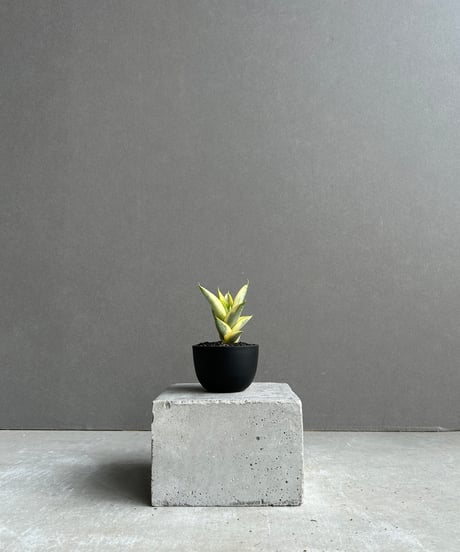 CATEGORY Plants | SHOUCHIKUEN