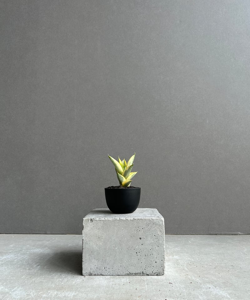 EMP サンセベリア パゴダ / SA357 サンスベリア パゴダ 1 Sansevieria Pagoda hyb | 多肉植物