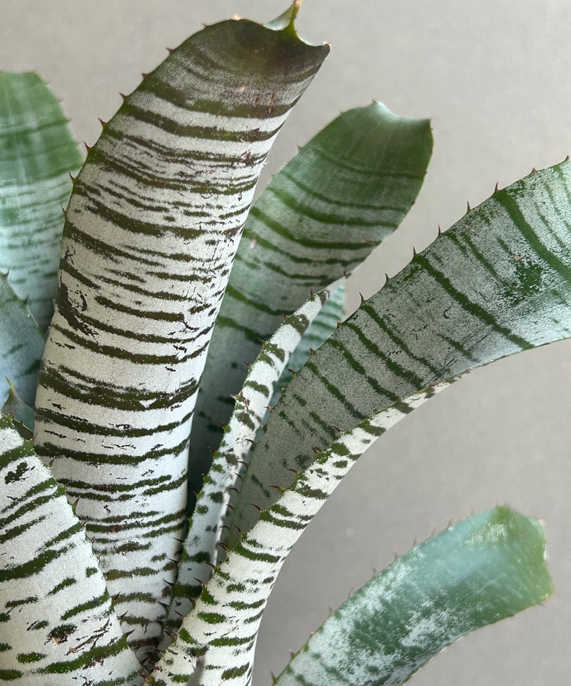 エクメア チャンティニー デ レオン「Aechmea Chantinii De Leon」24