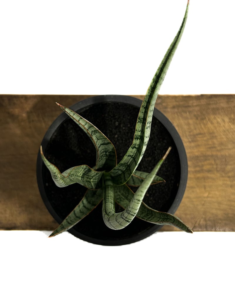 サンセベリア コヨーテ 「Sansevieria Coyote」3/16-110 | SHOU