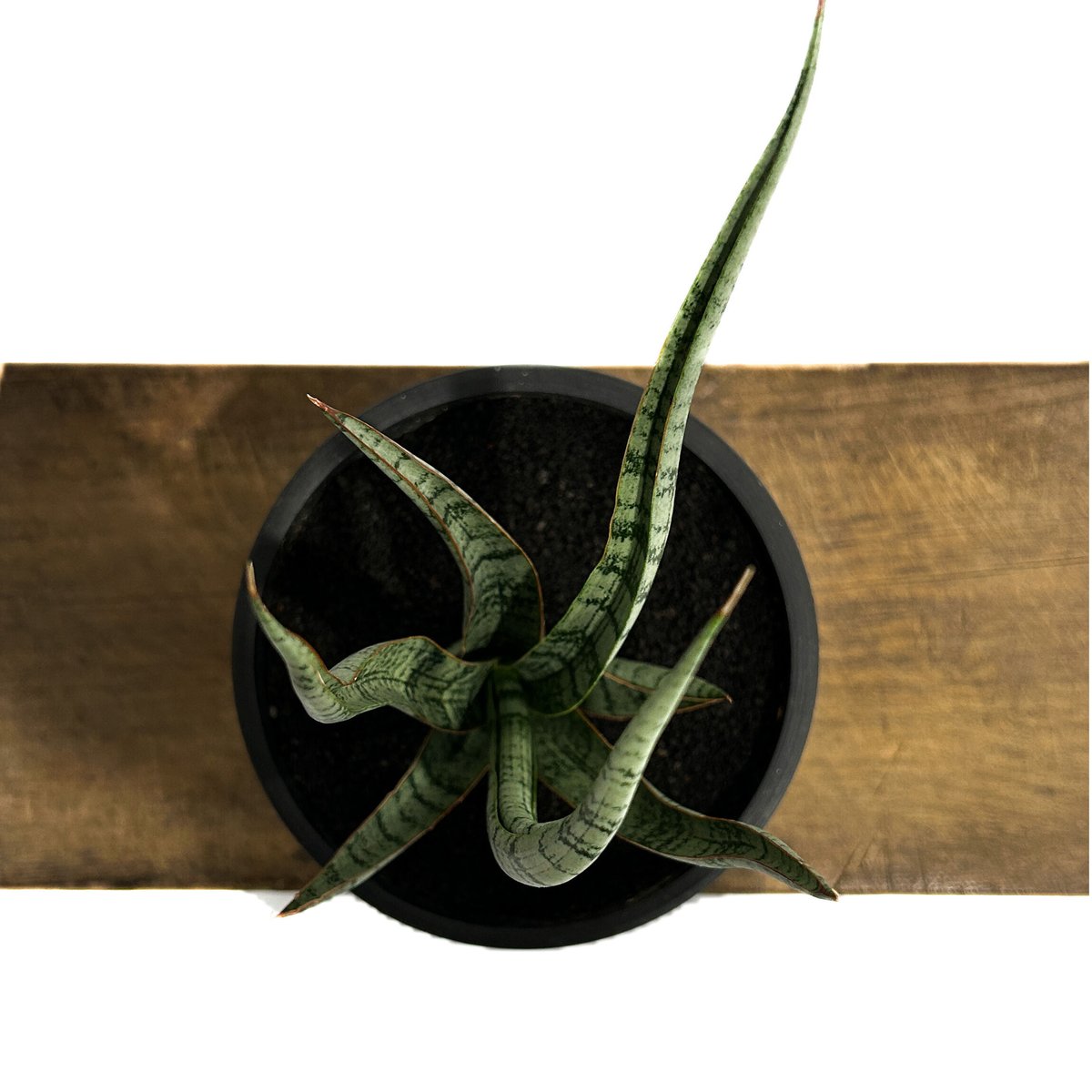 サンセベリア コヨーテ 「Sansevieria Coyote」3/16-110 | SHOU