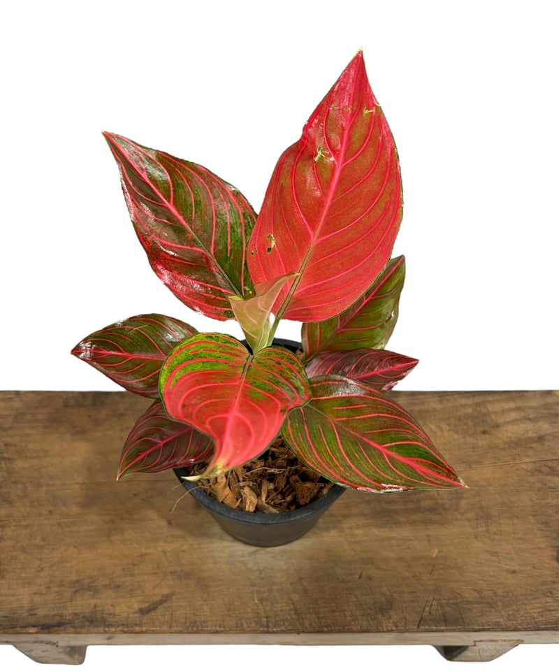 アグラオネマ レッド ベイン 「Aglaonema Red Vein」63S | SHOUCH