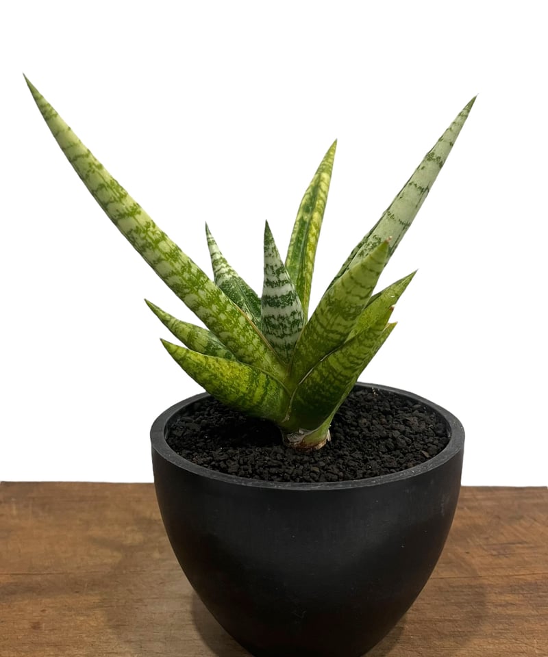 サンスベリア Sansevieria Zebra sansevieria hahnii zebra – Succulentasia