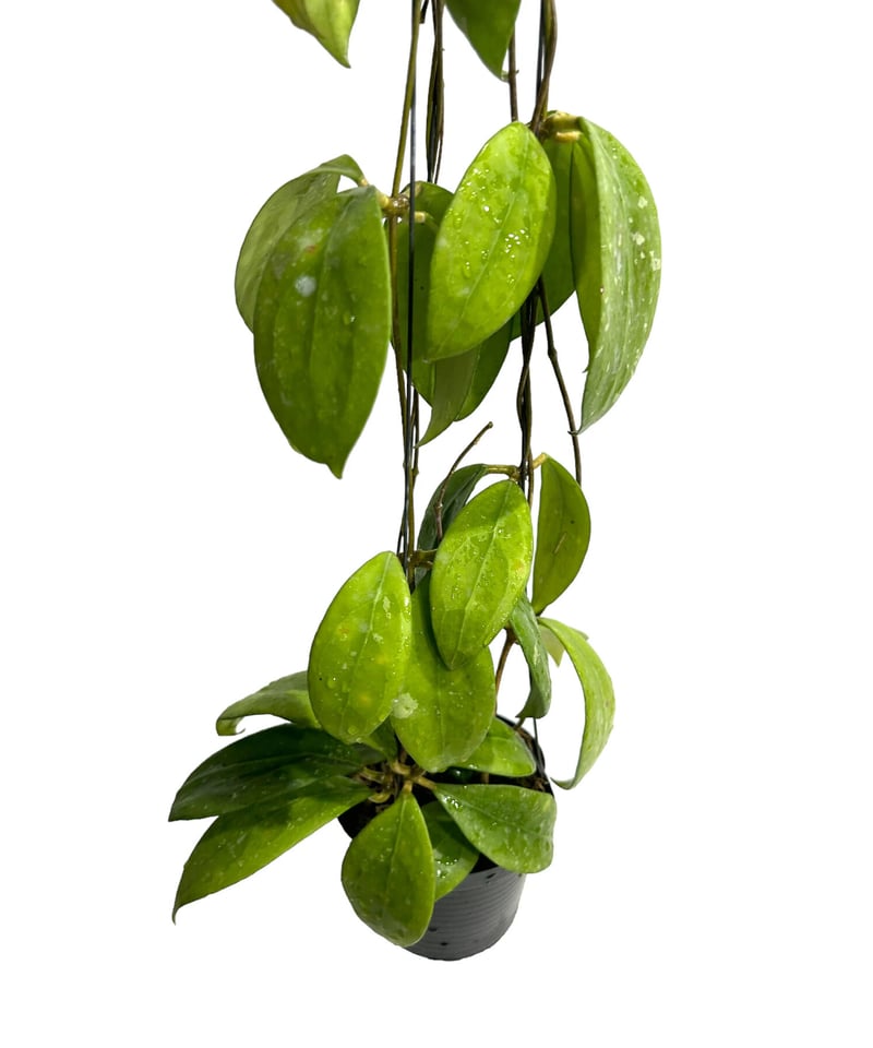 HOYA エリプティカ 250808 7 HOYA エリプティカ 250808 7 AMZ 001