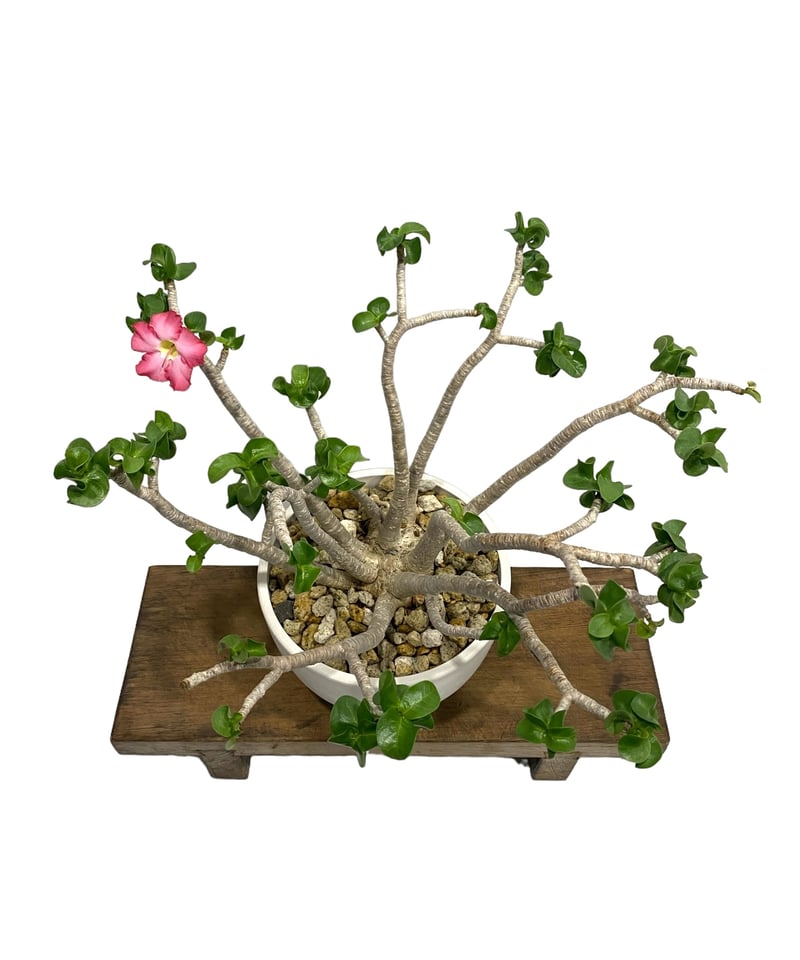 【極美株】アデニウム ソコトラナム 選抜株/ Adeniumsocotranu fit=scale-down,w=1200