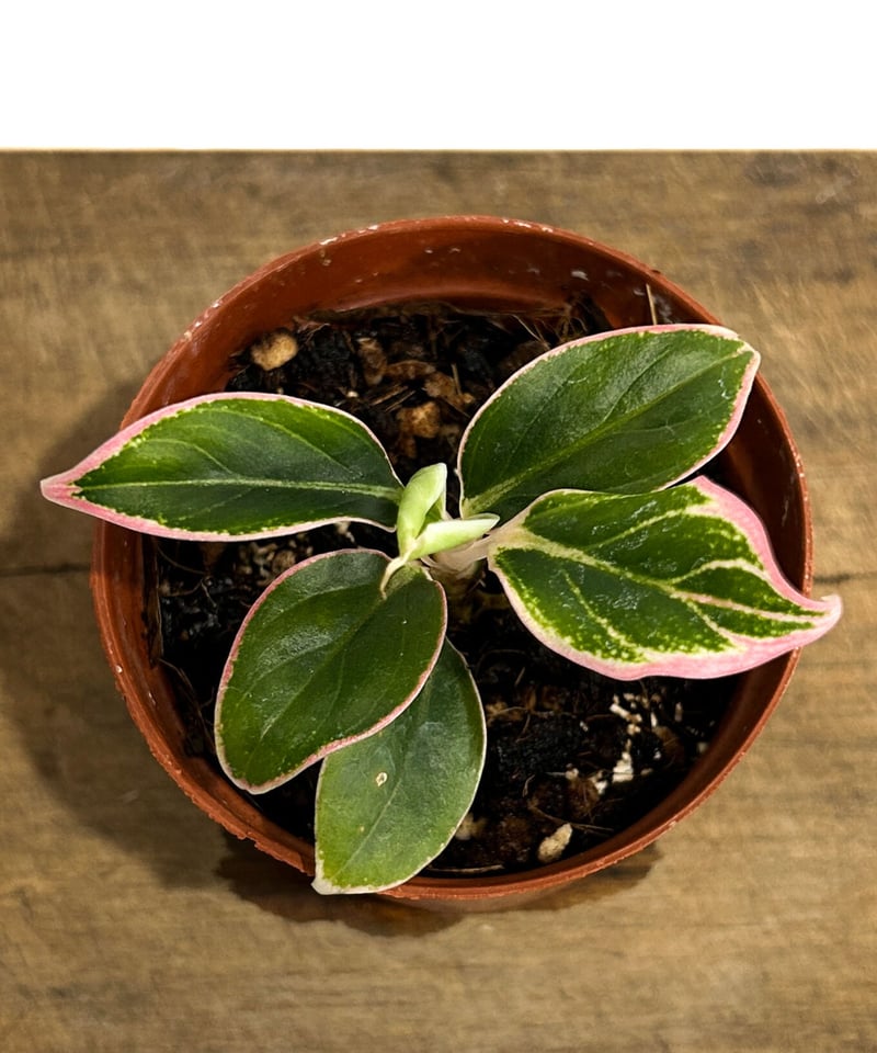 アグラオネマ ロータス デライト「Aglaonema Lotus Delight」5/12-4