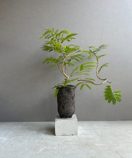 プランツモンスター plants monsters pot 大鉢(A) Plants Monsters Pot】大地を感じる唯一無二なデザインのタイの