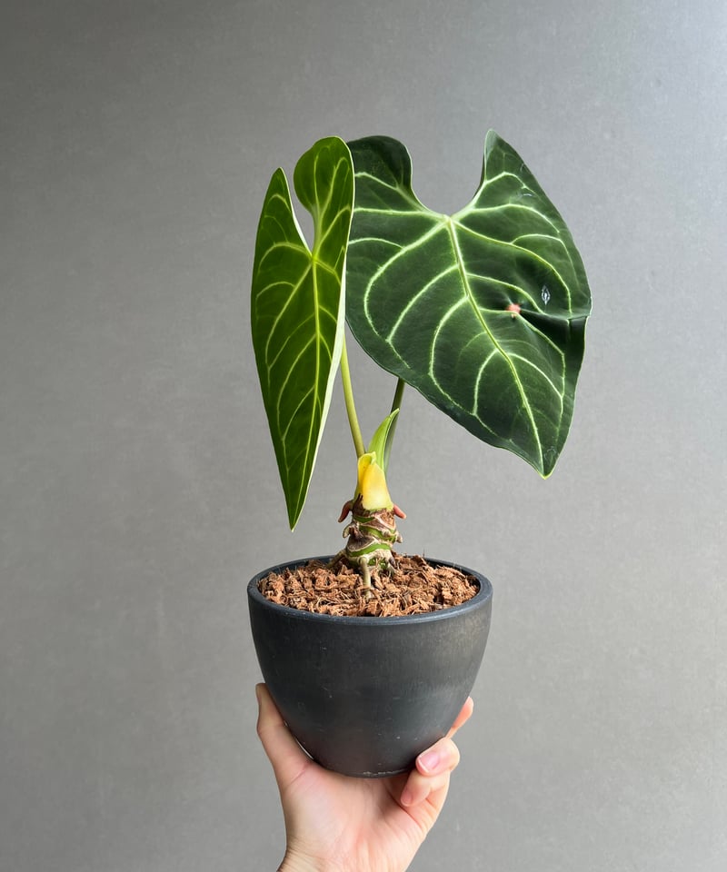アンスリウム レガレ(コロンビア/ペルー) 「Anthurium regale (Colomb