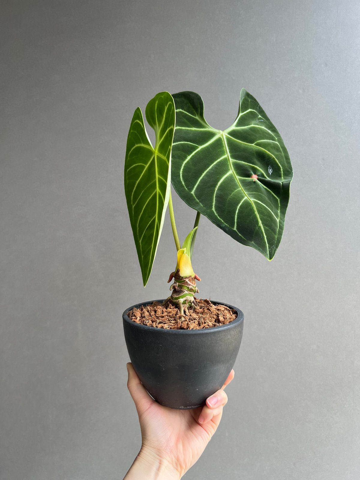 アンスリウム レガレ(コロンビア/ペルー) 「Anthurium regale (Colomb