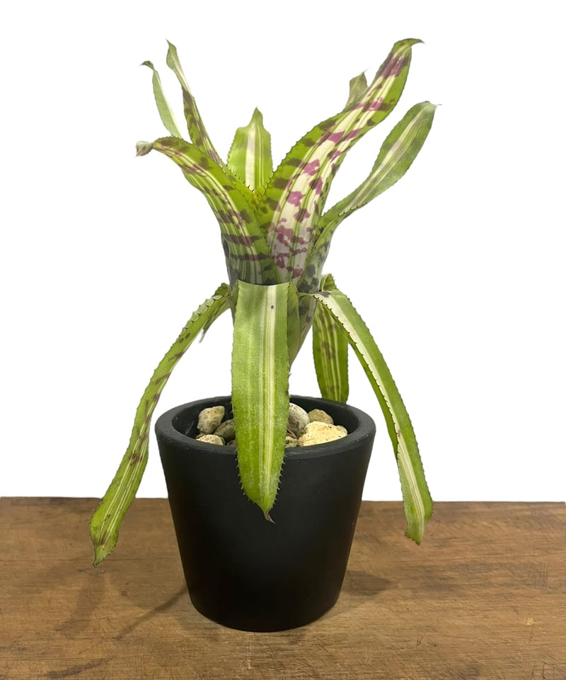 Aechmea aquilegia Variegated〔エクメア〕A0149 Aechmea aquilegia Variegated〔エクメア〕A0149 Aechmea