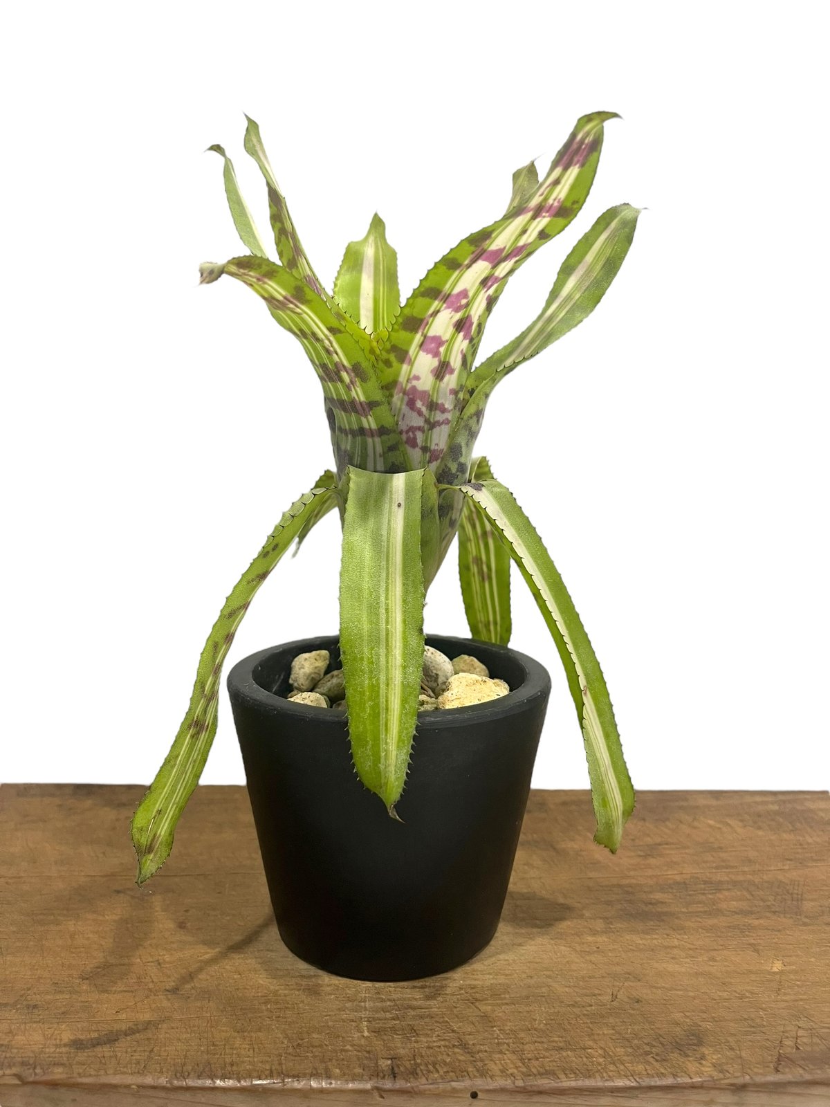 Aechmea aquilegia Variegated〔エクメア〕A0149 Aechmea aquilegia Variegated〔エクメア〕A0149