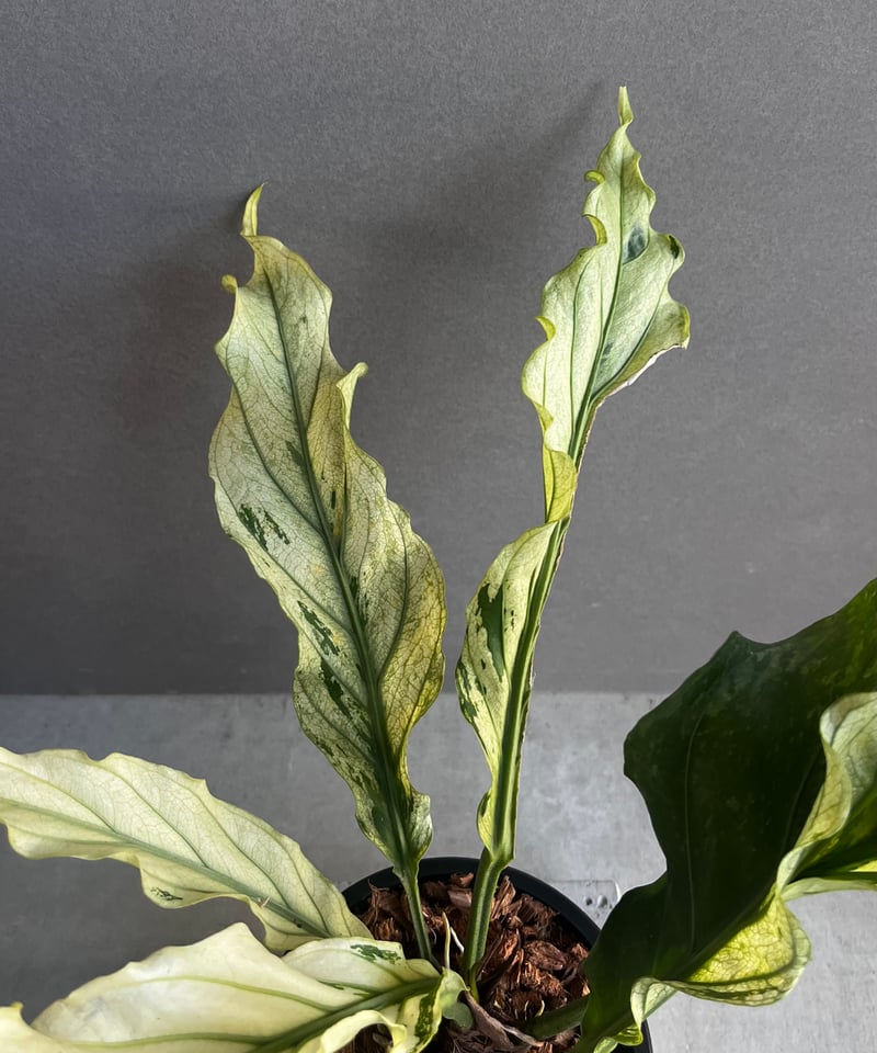 アンスリウム プロウマニー ミント 斑入 「Anthurium Plowmanii Mint