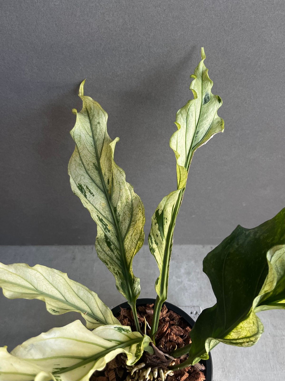 119 plowmanii プロウマニー　アンスリウム　Anthurium fit=scale-down,w=1200