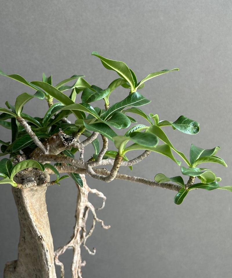 アデニウム タイ ソコトラナム “BONSAI” 「Adenium Thai socotran