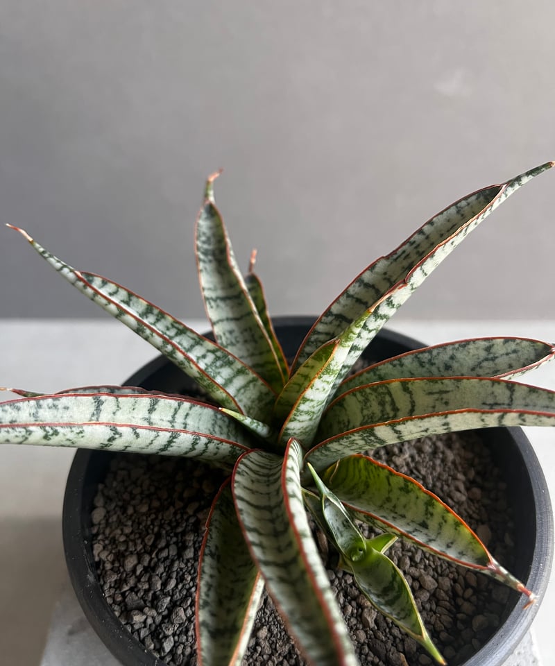 サンセベリア サンシャイン エンジェル 「Sansevieria Sunshine Angel