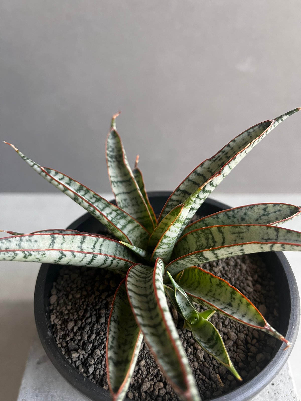 サンセベリア サンシャイン エンジェル 「Sansevieria Sunshine