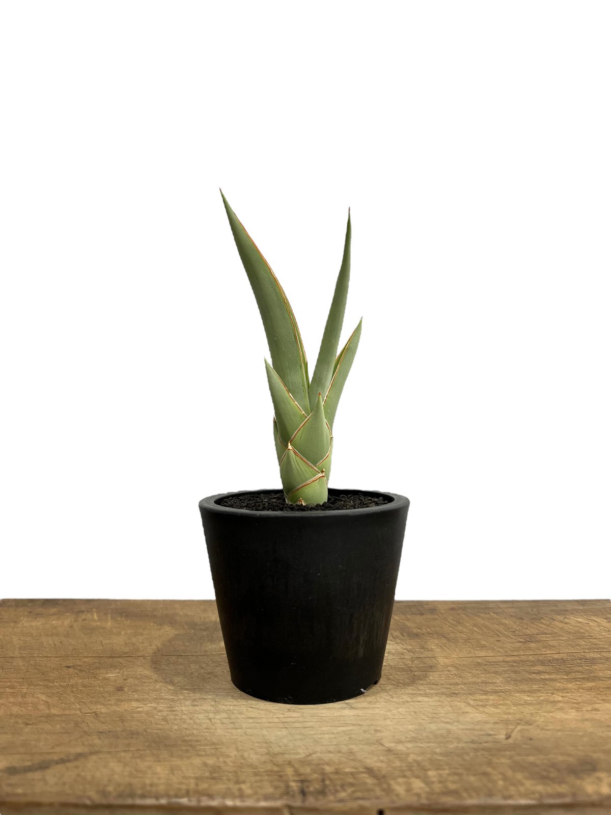 サンセベリア チャオプラヤ 「Sansevieria Chao Phraya」1J | SHO